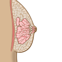 Vue latérale du tissu mammaire (c) Action CancerCare Manitoba